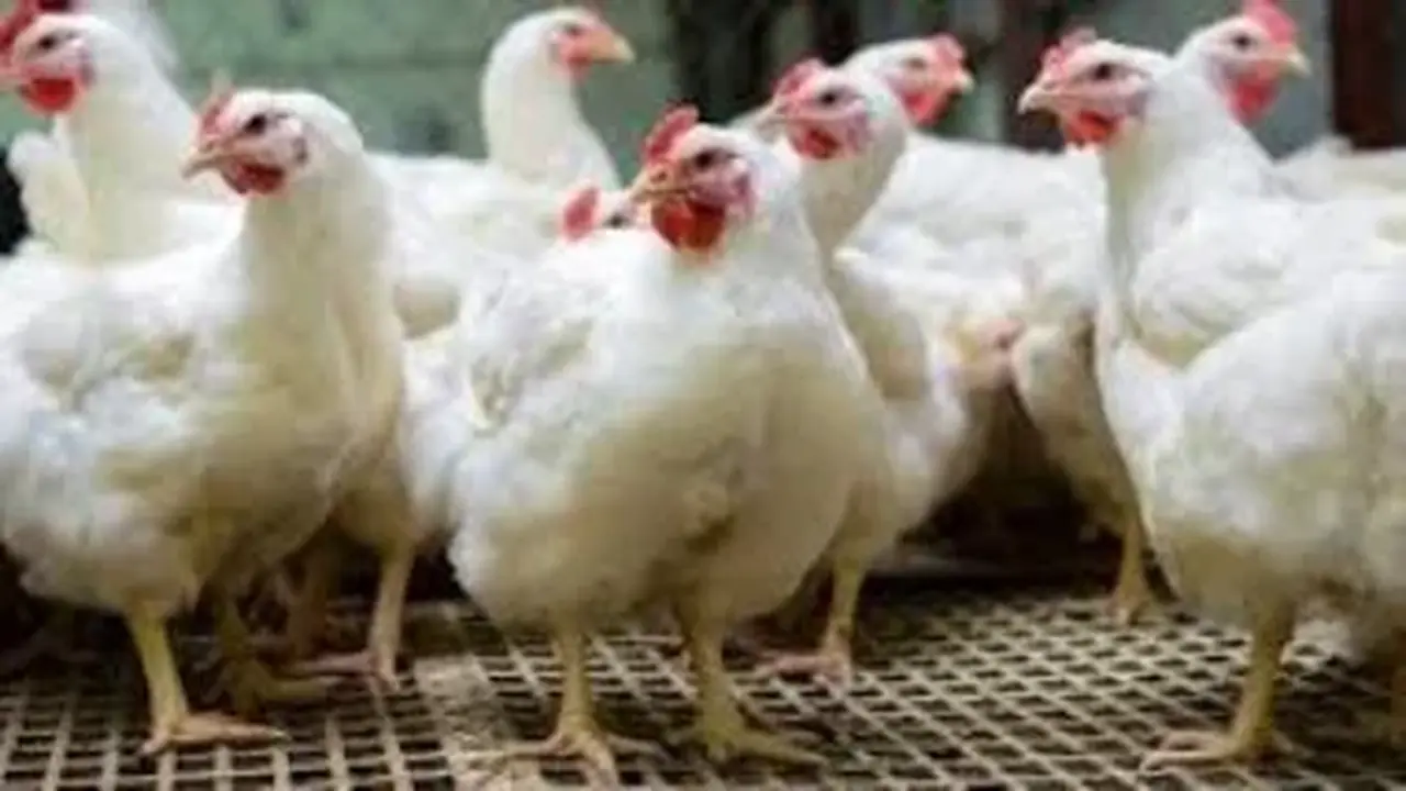 تباين جديد في أسعار الدواجن والفراخ البلدي داخل أسواق محافظة الأقصر الأحد